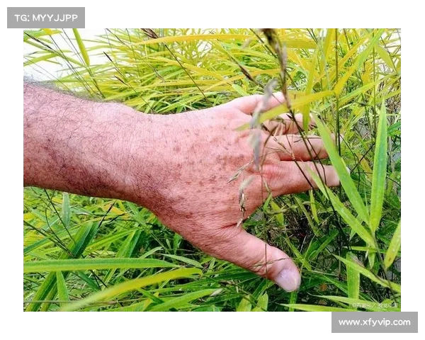 皮肤上长出这小红点,尽管无痛无痒,可能暗示着潜在健康问题(皮肤上涨小红点) 皮肤上长出这小红点,尽管无痛无痒,可能暗示着潜在健康问题(皮肤上涨小红点)